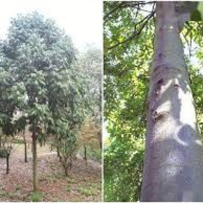 紫檀茋脂 質(zhì)體